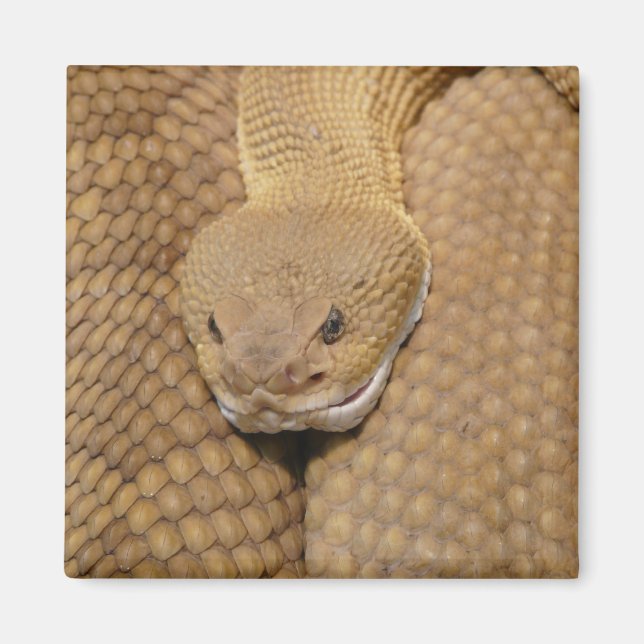Rattlesnake Head Magnet (Framsidan)
