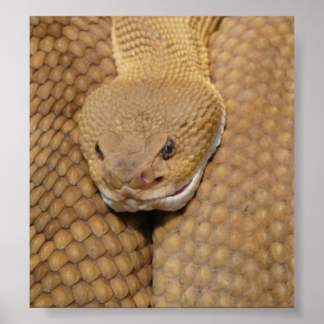 Rattlesnake Head Poster (Framsidan)