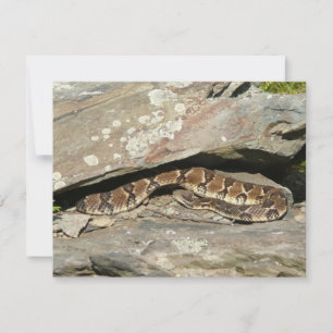 Rattlesnake i Shenandoah nationalpark