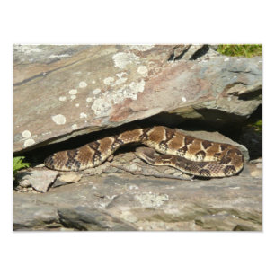 Rattlesnake i Shenandoah nationalpark Fototryck