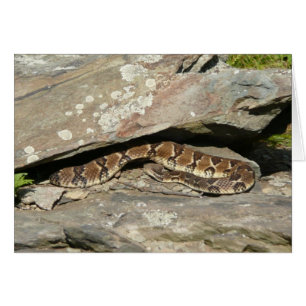Rattlesnake i Shenandoah nationalpark Hälsningskort