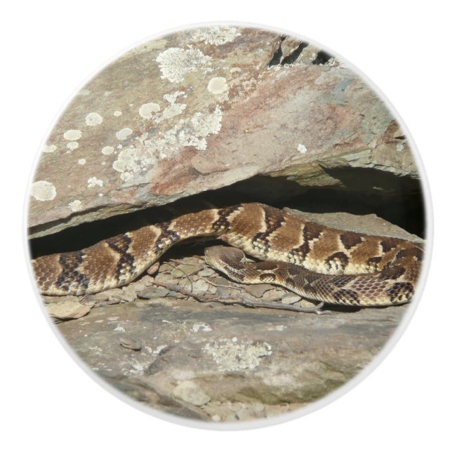 Rattlesnake i Shenandoah nationalpark Knopp (Framsidan)