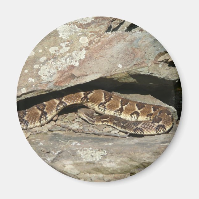 Rattlesnake i Shenandoah nationalpark Magnet (Framsidan)