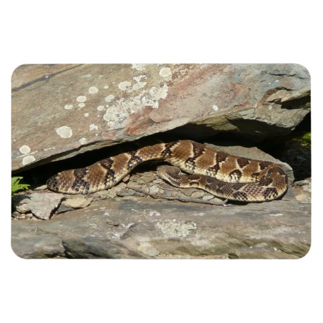 Rattlesnake i Shenandoah nationalpark Magnet (Horisontell)