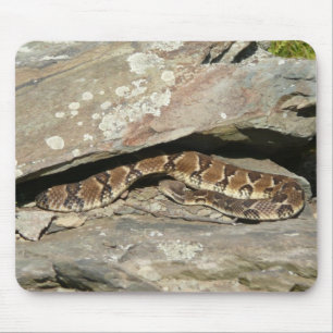 Rattlesnake i Shenandoah nationalpark Musmatta