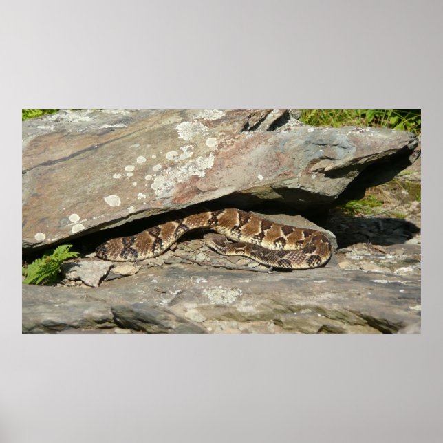 Rattlesnake i Shenandoah nationalpark Poster (Framsidan)