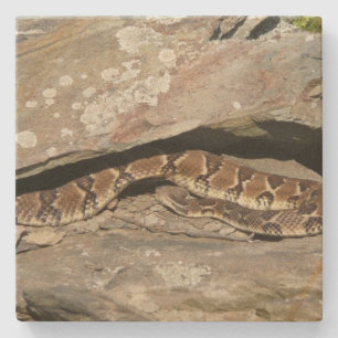 Rattlesnake i Shenandoah nationalpark Stenunderlägg