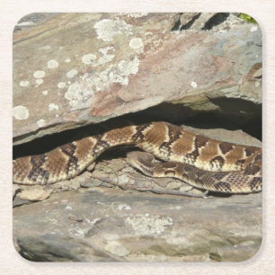 Rattlesnake i Shenandoah nationalpark Underlägg Papper Kvadrat