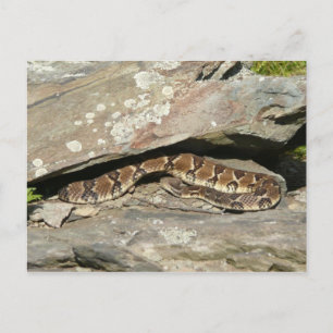 Rattlesnake i Shenandoah nationalpark Vykort