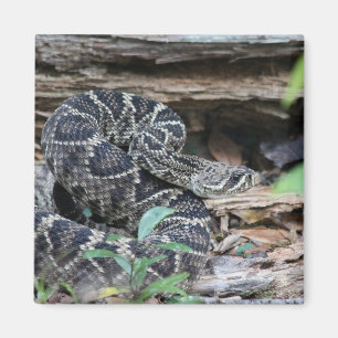 Rattlesnake Magnet