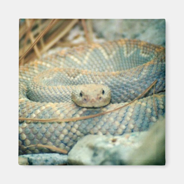 Rattlesnake magnet (Framsidan)