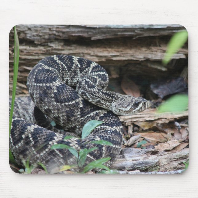 Rattlesnake Musmatta (Framsidan)