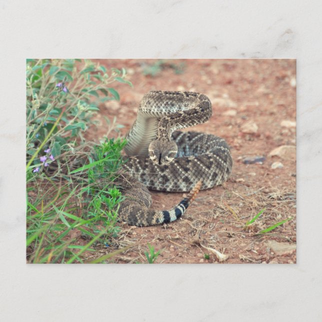 Rattlesnake Vykort (Framsida)