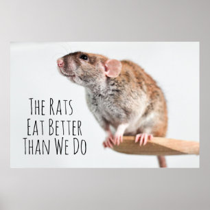 råttor äter bättre än vi poster