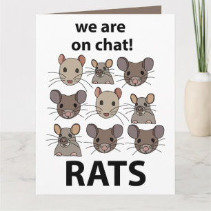 Råttor Djur Vi Är På Chatt Roliga Råttor Kort