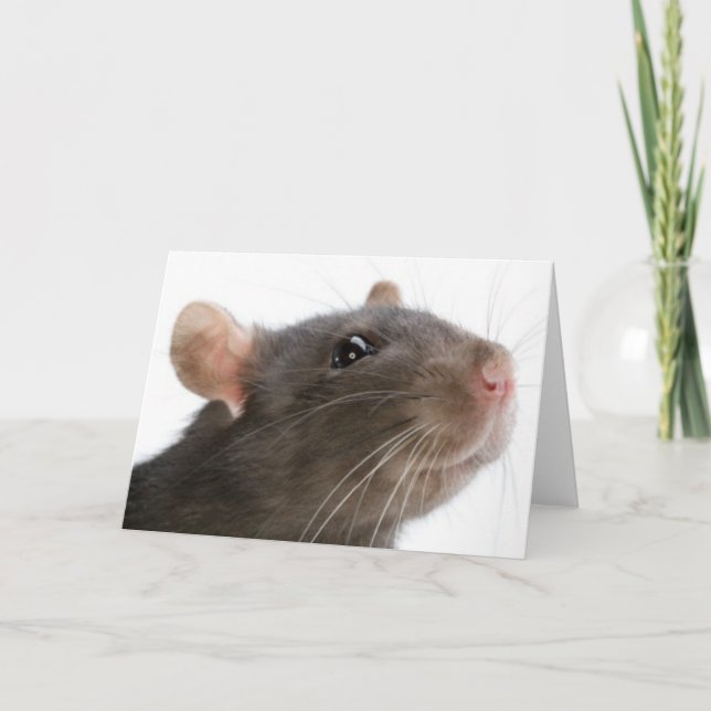 Råttor!!! Kort (Framsida)
