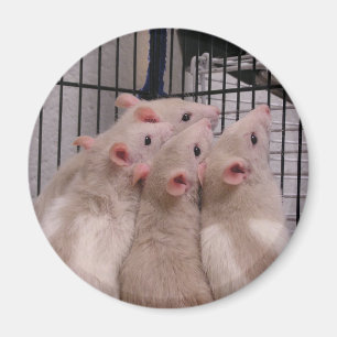 Råttor Magnet