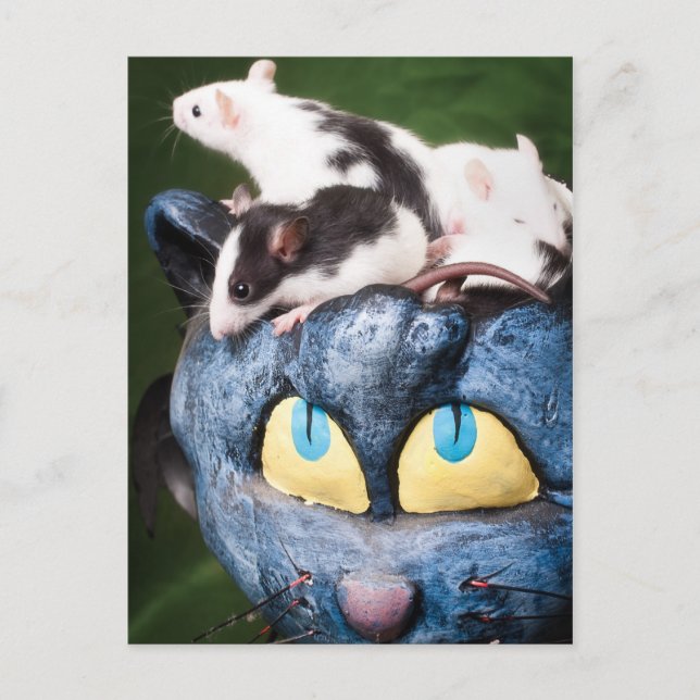 Råttor på hjärnvykortet vykort (Framsida)