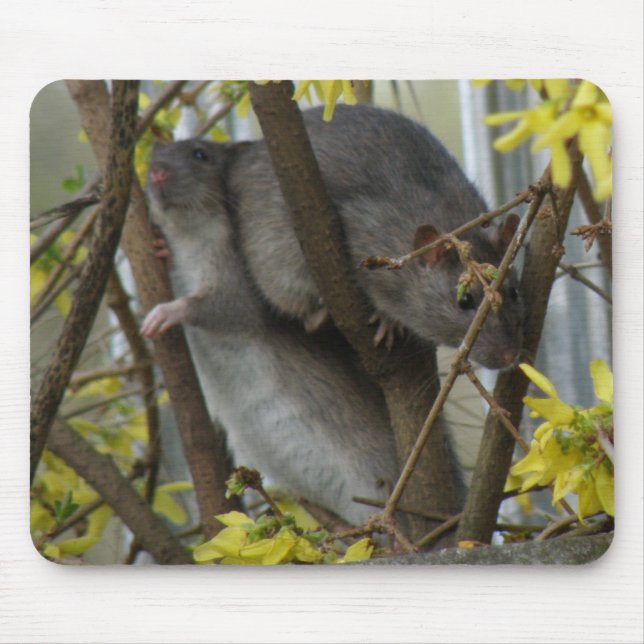 Ratty cuddles Mousepad Musmatta (Framsidan)