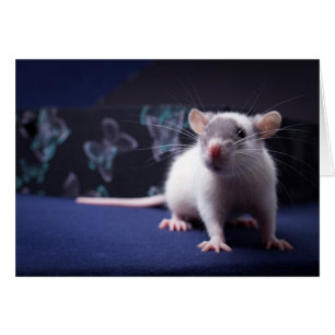 Ratty kort