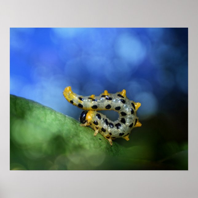 Raupe der breitfüßigen Birkenblattwespe Poster (Framsidan)