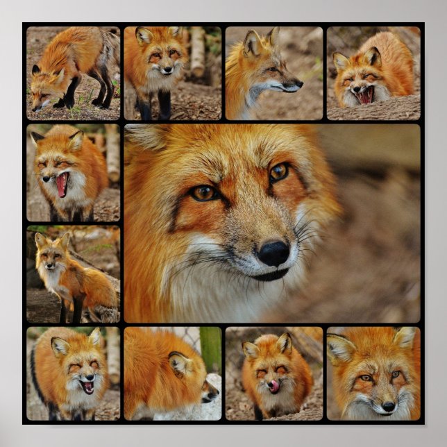 Räv Collage Poster (Framsidan)