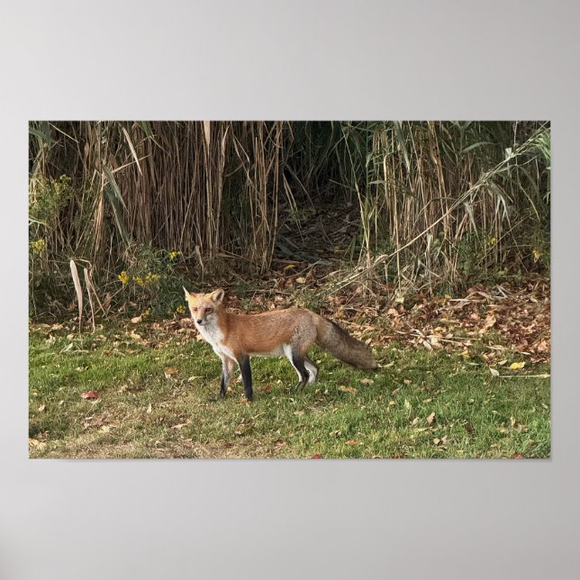 Räv fotobremlare poster (Framsidan)