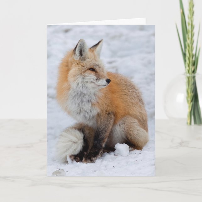 Räv i kaskadfäll i snö helgkort (Framsida)
