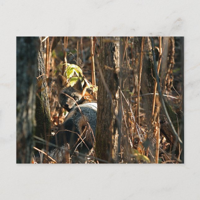räv i smyg vykort (Framsida)
