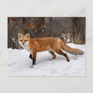 Räv i snö fotokopia tryck vykort