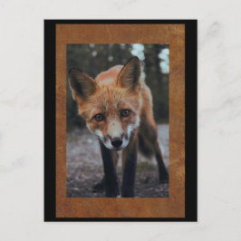 Räv närbild Postcrossing Postkort Vykort