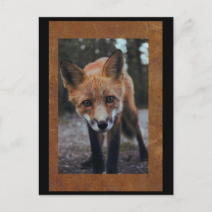 Räv närbild Postcrossing Postkort Vykort