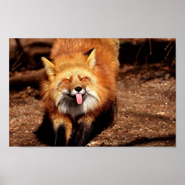 Räv som sticker ut tungan poster (Framsidan)