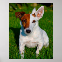 Räv Terrier Hund.