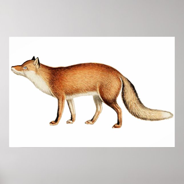 Rävaffisch Poster (Framsidan)
