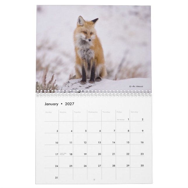 Rävaktig kalender för damer (och gentlemän) (Jan 2027)