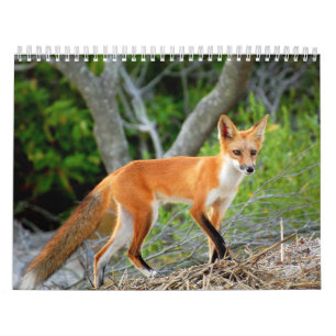 Rävar av kalendern för brigantinstrandfoto kalender