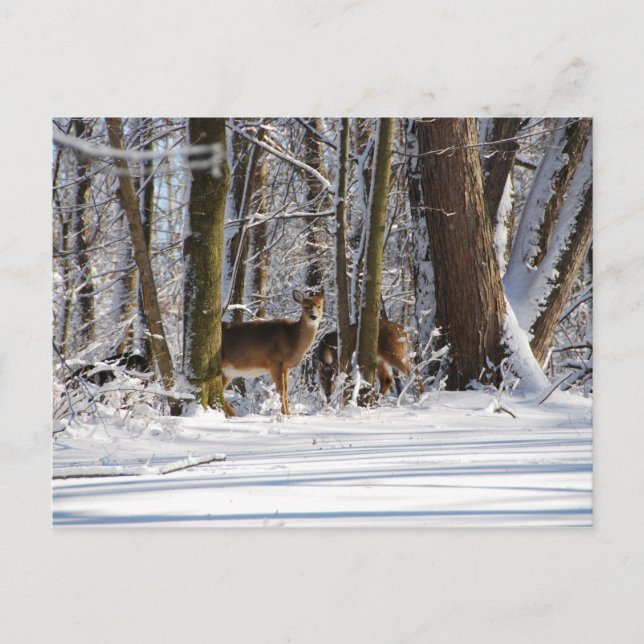 Rävar i snöig Eagle Creek City Park Helg Vykort (Framsida)