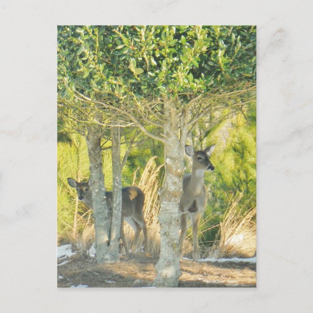 Rävar i snön vykort (Framsida)