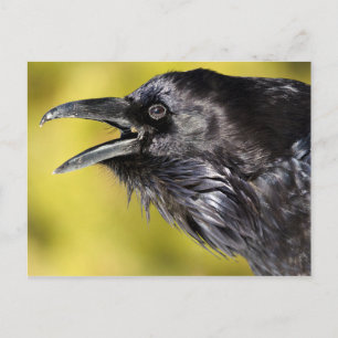 Raven Calling Vykort