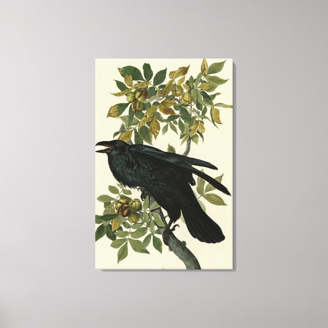 Raven (Common Raven) från Audubon Birds of America Canvastryck (Framsida)