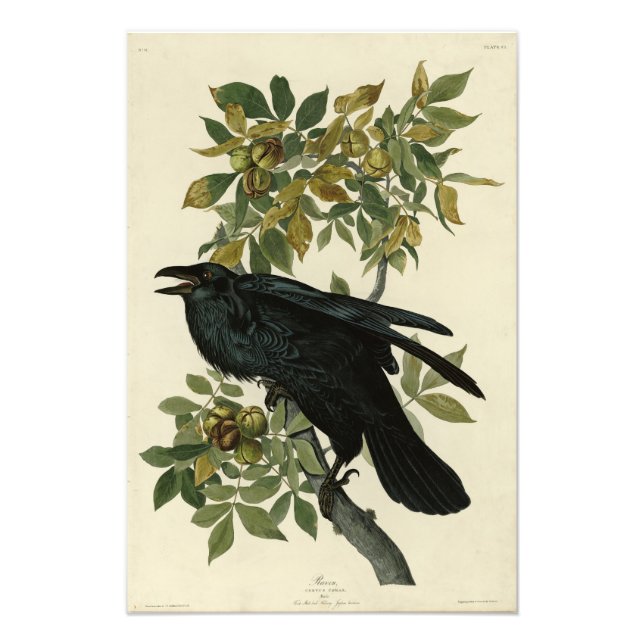 Raven (Common Raven) från Audubon Birds of America Fototryck (Framsidan)