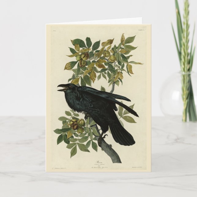 Raven (Common Raven) från Audubon Birds of America Kort (Framsida)