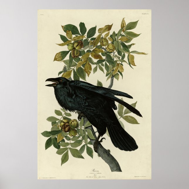 Raven (Common Raven) från Audubon Birds of America Poster (Framsidan)