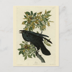 Raven (Common Raven) från Audubon Birds of America Vykort