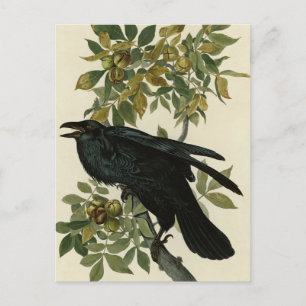 Raven (Common Raven) från Audubon Birds of America Vykort