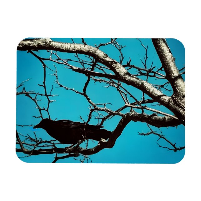 Raven Crow Black Bird Silver Tree Blue Sky Photo Magnet (Horisontell)