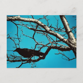 Raven Crow Black Bird Silver Tree Blue Sky Photo Vykort