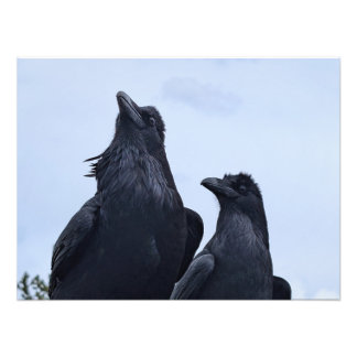Raven Fototryck