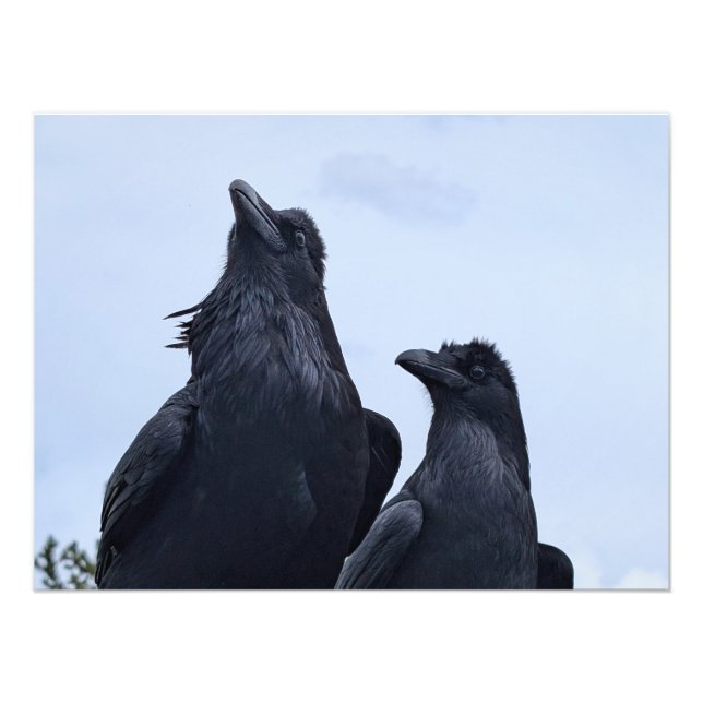 Raven Fototryck (Framsidan)